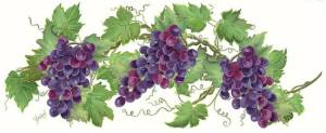 grapevines